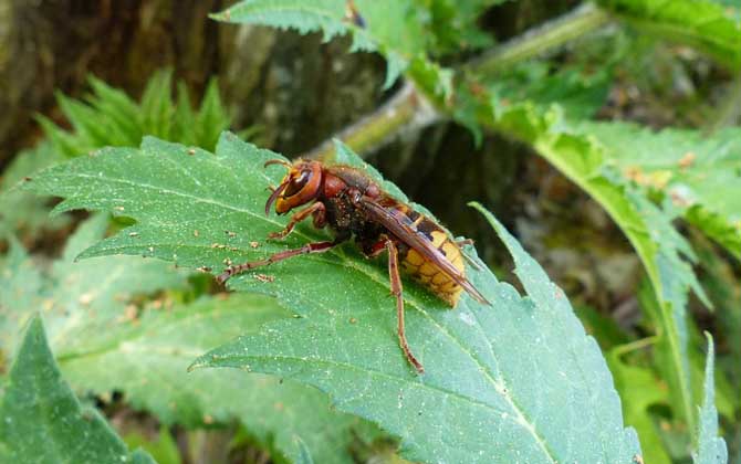 牛角蜂蟄了幾天消腫?輕者3~5天消腫,嚴重時可能有生命危險! 牛角蜂