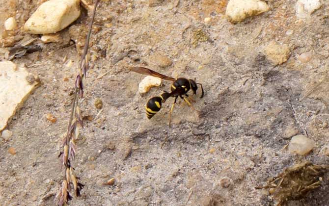 為什么家里招馬蜂?三個(gè)原因,一是迷巢,二是覓食,三是有蜂巢! 馬蜂