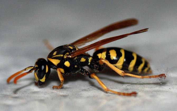 為什么家里招馬蜂?三個(gè)原因,一是迷巢,二是覓食,三是有蜂巢! 馬蜂