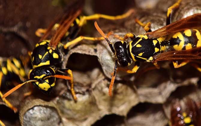 馬蜂在窗戶角筑巢咋辦?要視情況而定,若威脅到安全要及時搗毀! 馬蜂