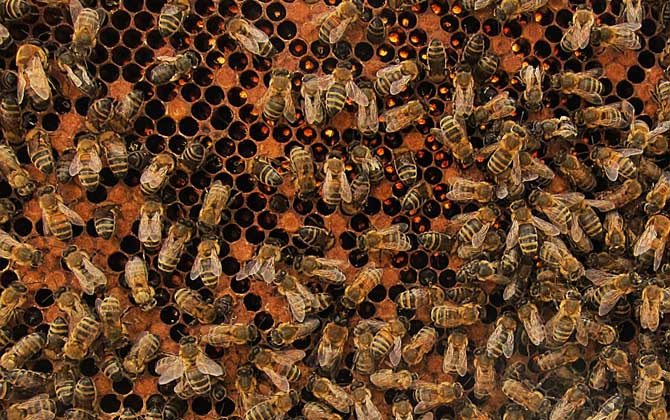 一框蜂怎樣繁殖快?管理是關(guān)鍵,管理好了一框蜂也能快速繁殖! 養(yǎng)蜂