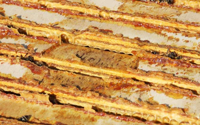 蜂膠在蜂巢里的圖片及位置,覆蓋和覆布上最多,箱體內(nèi)壁也有! 蜂膠