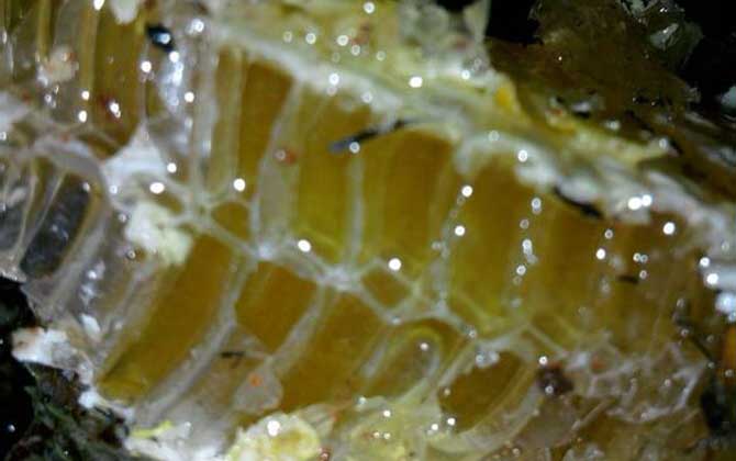 長期吃蜂巢的危害有哪些?容易發生過敏,還容易引起消化不良! 蜂巢