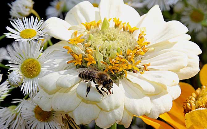 蜂毒療法是騙局嗎?不是騙局,但必須由醫生或專業人士操作! 蜂毒
