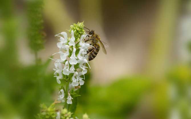 蜂毒療法是騙局嗎?不是騙局,但必須由醫生或專業人士操作! 蜂毒