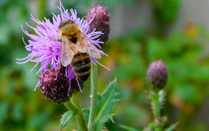 蜂毒療法是騙局嗎?不是騙局,但必須由醫生或專業人士操作! 蜂毒