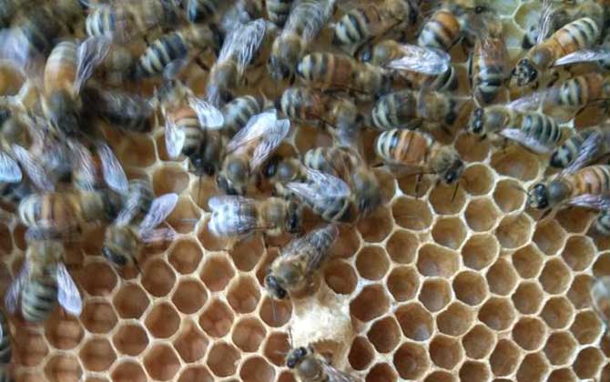 養(yǎng)中蜂還是養(yǎng)意蜂好? 意蜂