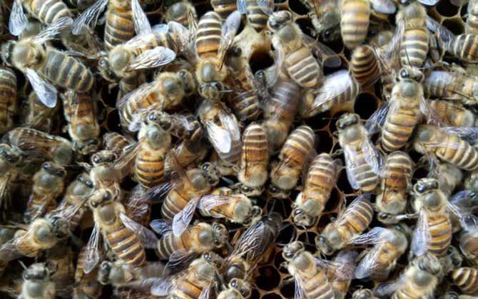 養蜂場地怎么選擇? 養蜂