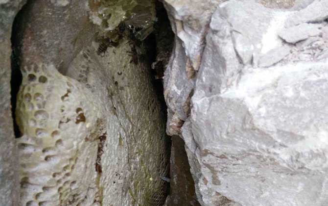 野生蜜蜂在哪里筑巢? 野生蜜蜂