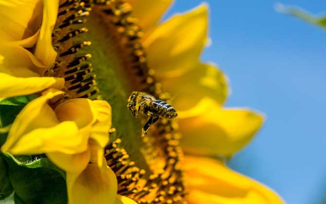 蜜蜂是怎么釀蜜的? 蜜蜂
