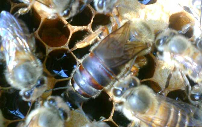 空蜂箱怎么引來野生蜜蜂? 蜂箱引蜂