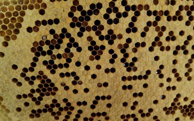 蜜蜂王臺在什么位置? 蜜蜂王臺