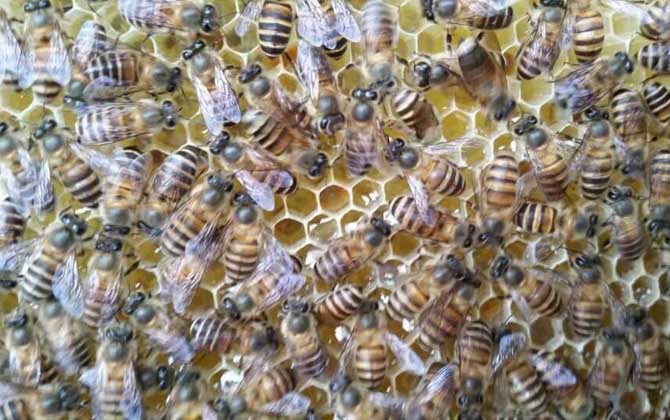 蜜蜂換王的簡單方法 換王