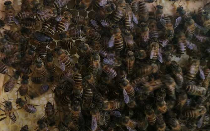 蜜蜂換王的簡單方法 換王