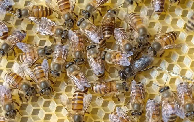 怎么鑒別蜂王的好壞? 蜂王
