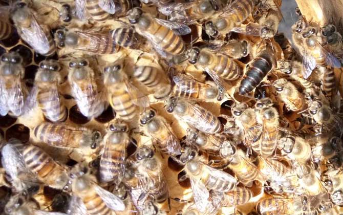 怎么鑒別蜂王的好壞? 蜂王
