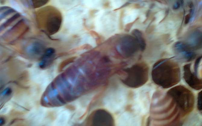 養蜂什么時候換王最好? 換王