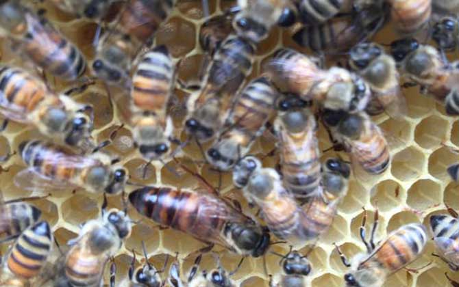 新手最簡單育王方法 育王