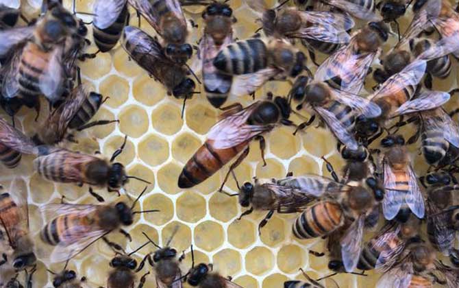 新手最簡單育王方法 育王