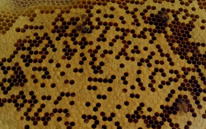 新手最簡單育王方法 育王