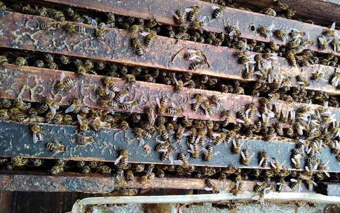 近距離分蜂的最佳方法 近距離分蜂