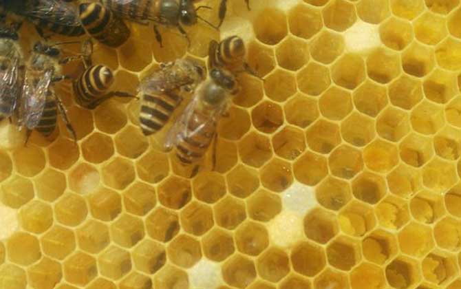 如何利用急造王臺分蜂? 急造王臺