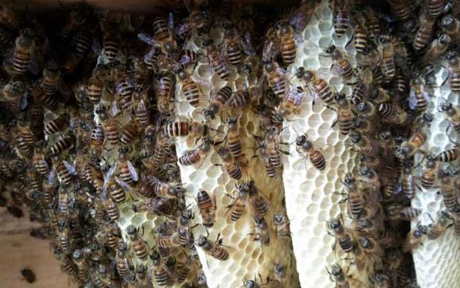 新蜂王出了幾天分群? 分群