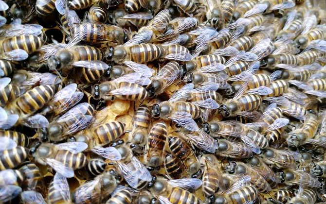 工蜂為什么會(huì)產(chǎn)卵? 工蜂產(chǎn)卵