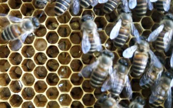 工蜂為什么會(huì)產(chǎn)卵? 工蜂產(chǎn)卵