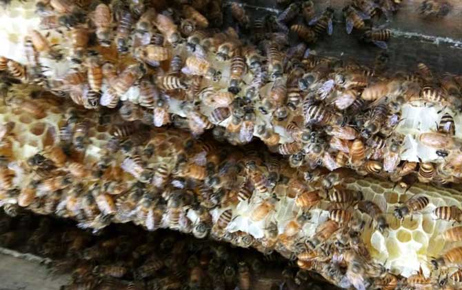 蜜蜂介王最快的方法 介王