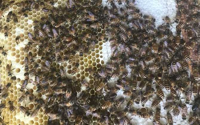 蜜蜂冬季養殖管理技術 蜜蜂冬季養殖