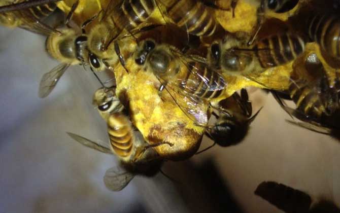 新手養(yǎng)蜂怎樣獲得蜂王? 育王