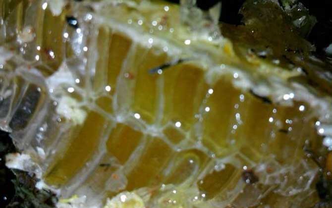 百花蜜的功效與作用及食用方法 百花蜜