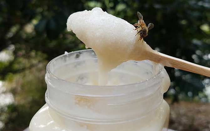 鴨腳木蜜的作用與功效及食用方法 鴨腳木蜜