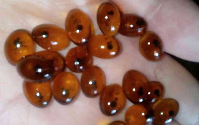 買蜂膠選哪個(gè)牌子好? 蜂膠