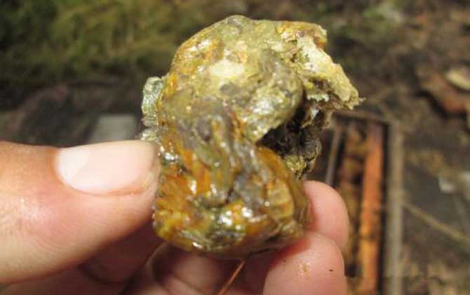 長期吃蜂膠的好處和壞處 蜂膠