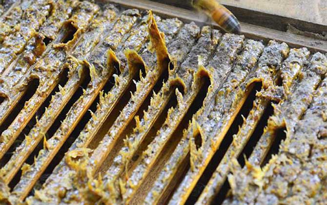 一斤蜂膠泡多少酒最合適? 蜂膠