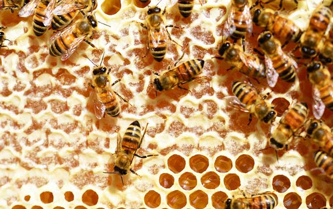 蜂巢熬水能治好鼻炎嗎? 蜂巢