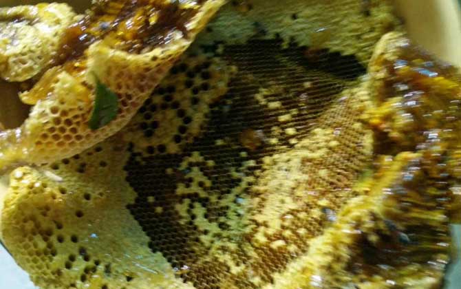 蜂巢熬水能治好鼻炎嗎? 蜂巢