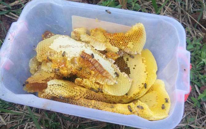 蜂巢熬水能治好鼻炎嗎? 蜂巢