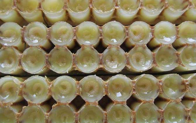 蜂王胎不適合什么人吃? 蜂王胎