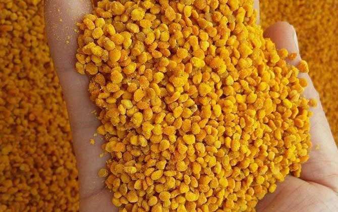 蜂花粉是怎么來的? 蜂花粉