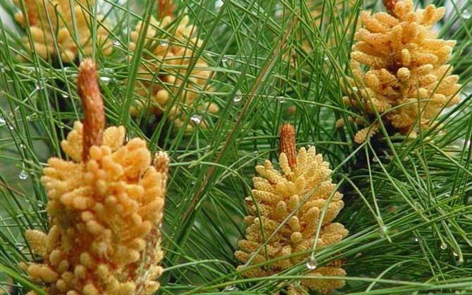 松花粉是什么東西? 松花粉