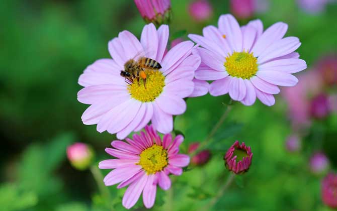 蜜蜂毒是酸性還是堿性? 蜜蜂