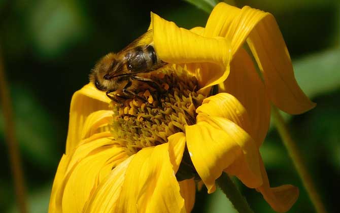 蜜蜂毒是酸性還是堿性? 蜜蜂