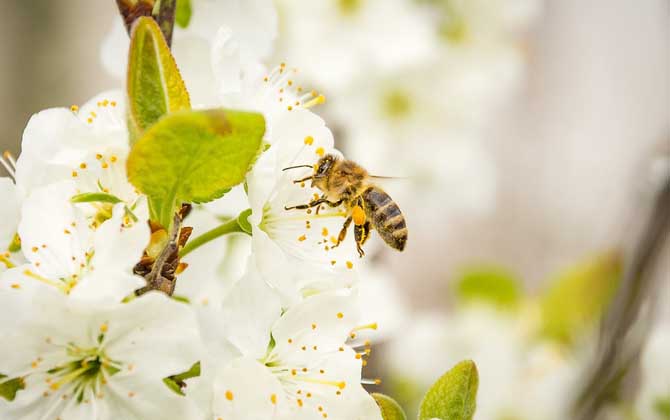 蜂毒能殺死癌細胞嗎? 蜂毒