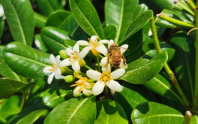 蜂毒對(duì)腎的副作用有哪些? 蜂毒