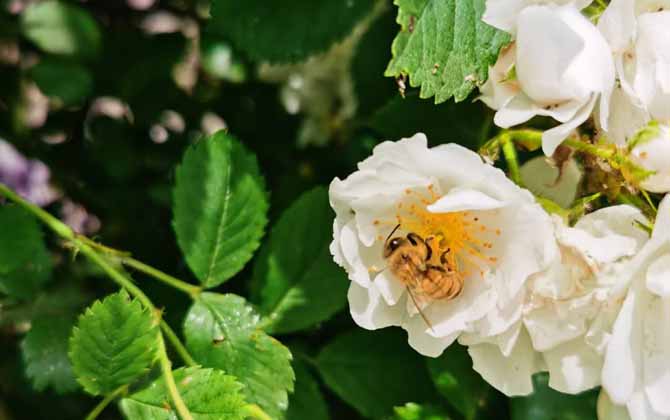 蜂毒對(duì)腎的副作用有哪些? 蜂毒