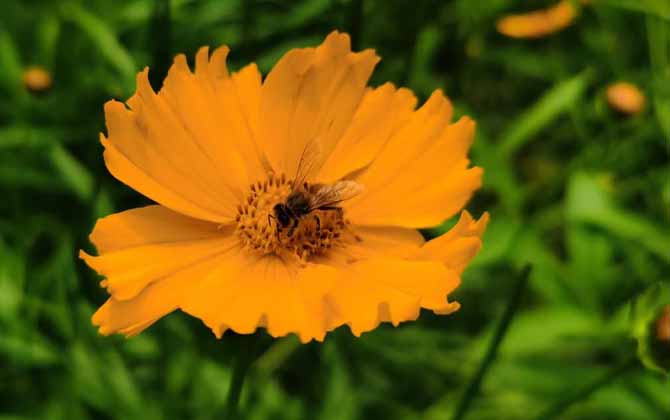 蜂毒對(duì)腎的副作用有哪些? 蜂毒