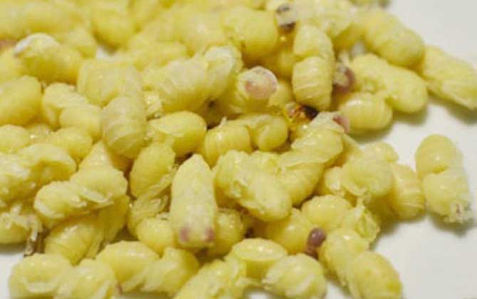 蜂蛹不能和什么一起吃? 蜂蛹